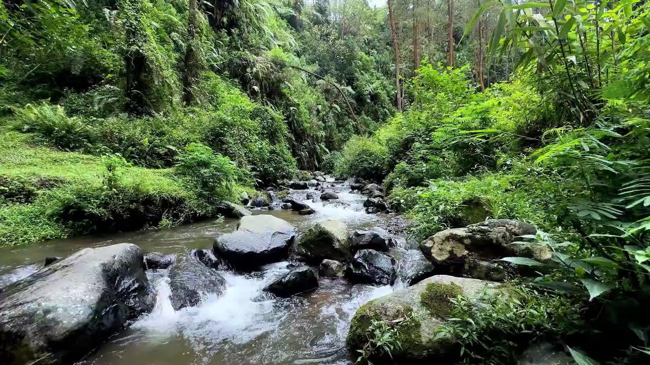 Let the river soften your mind and ease stress in a calm woodland forest to help you sleep