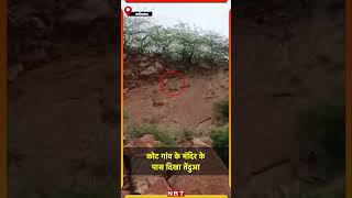 Faridabad में कोट गांव के मंदिर के पास दिखा Leopard | Haryana | #Shorts