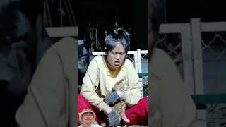 Lovely Dog Puppy Pe11