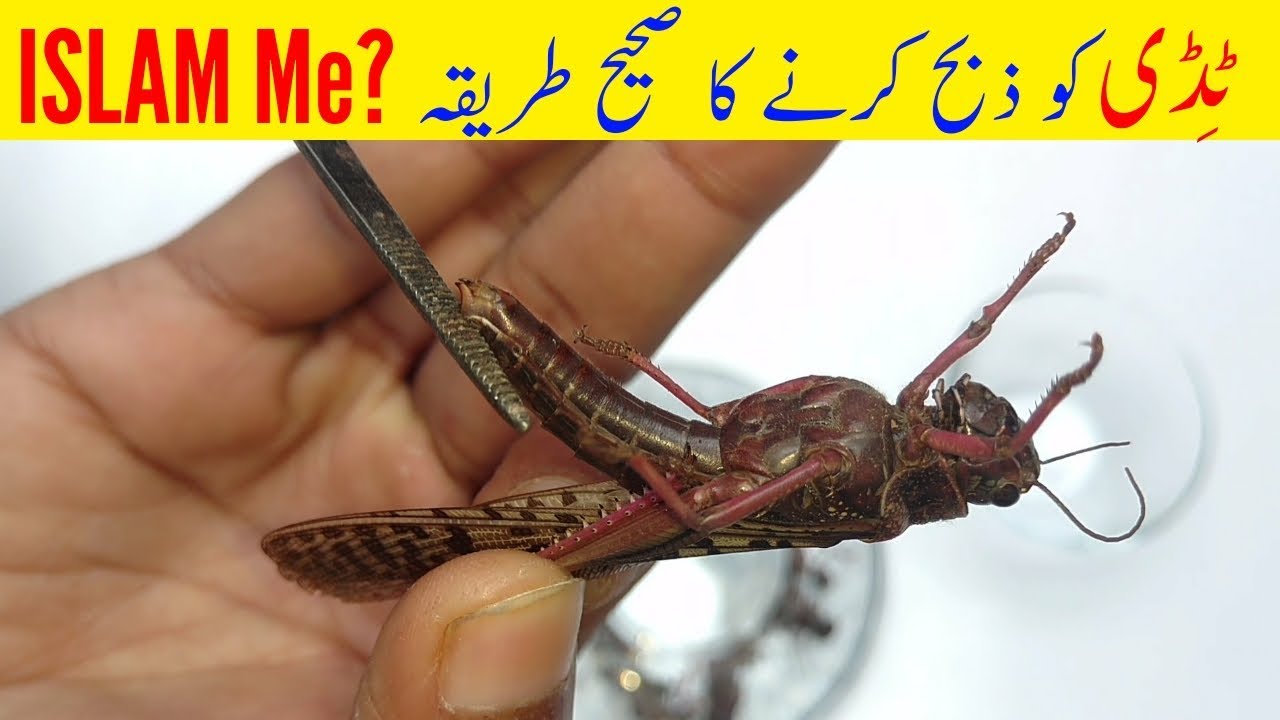 Why Eat Locusts (Tiddi , Makdi , Jirad) Cricket Recipes Amazing Food
