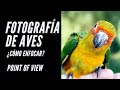 Cómo CONFIGURAR MI CÁMARA para fotografiar AVES