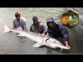 Giant sturgeon on the fraser river dang ol outdoors ep 11