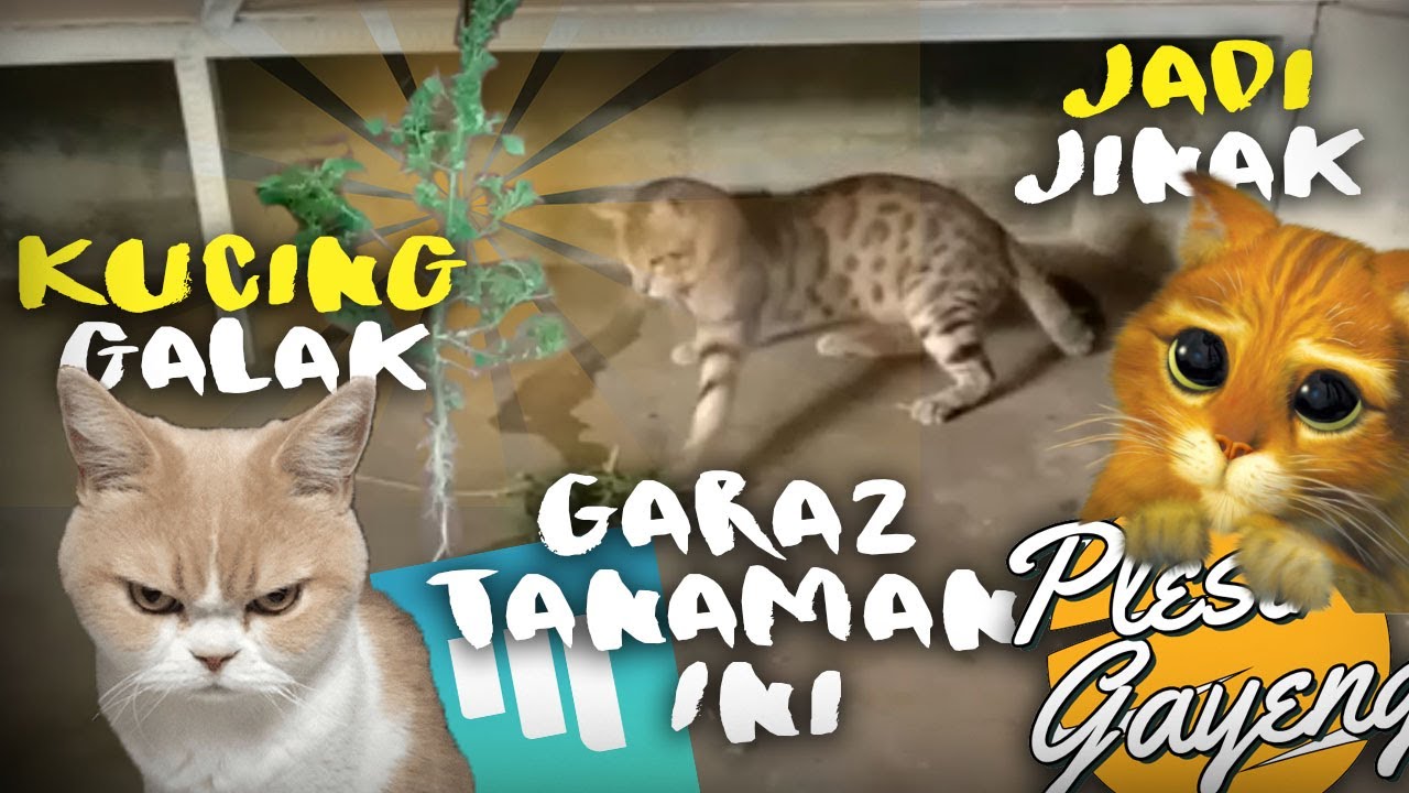 Cara Menjinakkan Kucing Galak dengan Cepat Pakai Tanaman  Funny 