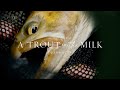 映画「ミルクの中のイワナ」予告編