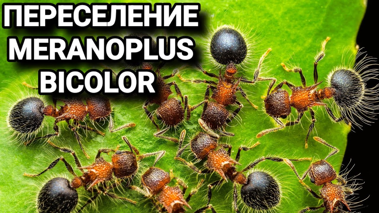 Распаковка инкубатора от Ant Tatarstan. Переселение муравьёв Meranoplus bicolor. 