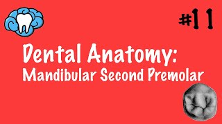 Dental Anatomy | Mandibular Second Premolar | INBDE