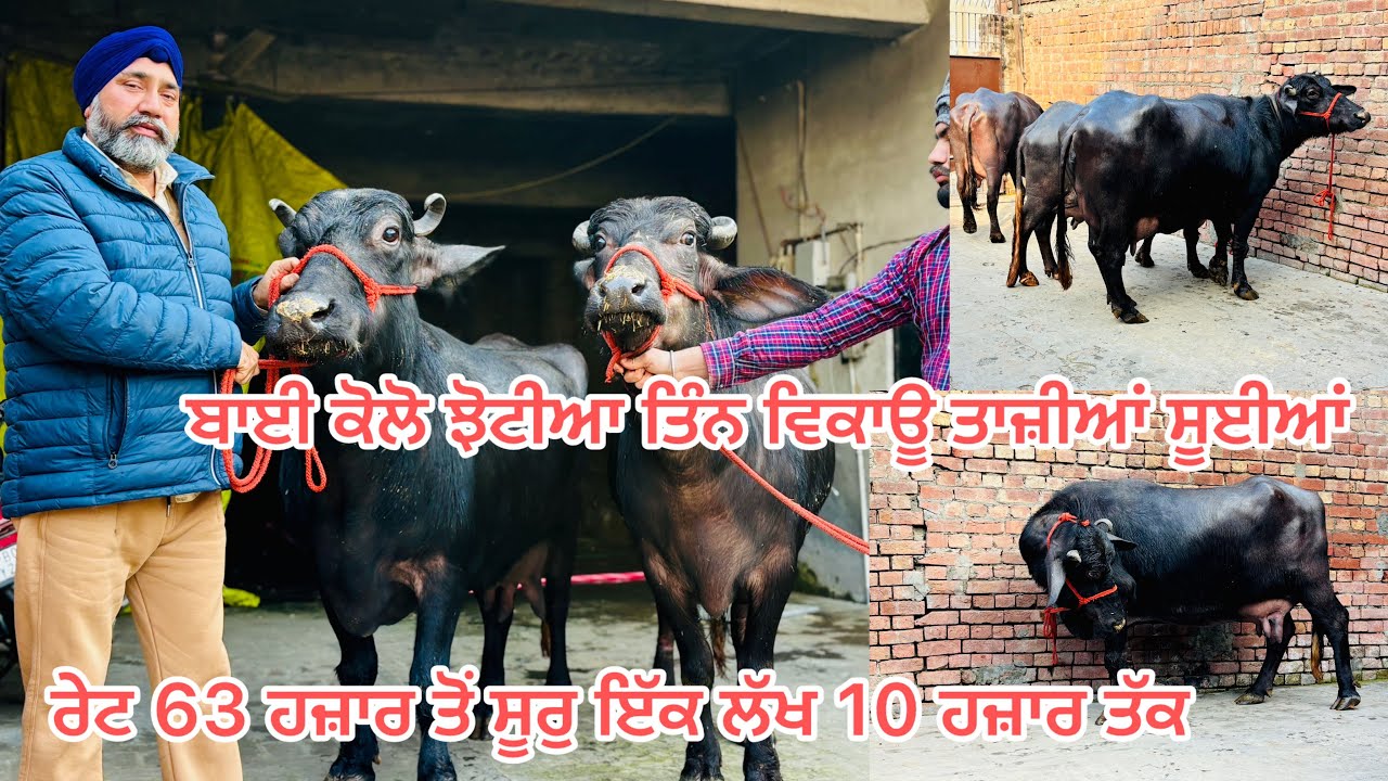 16 ਜਨਵਰੀ 2026📞9872183013