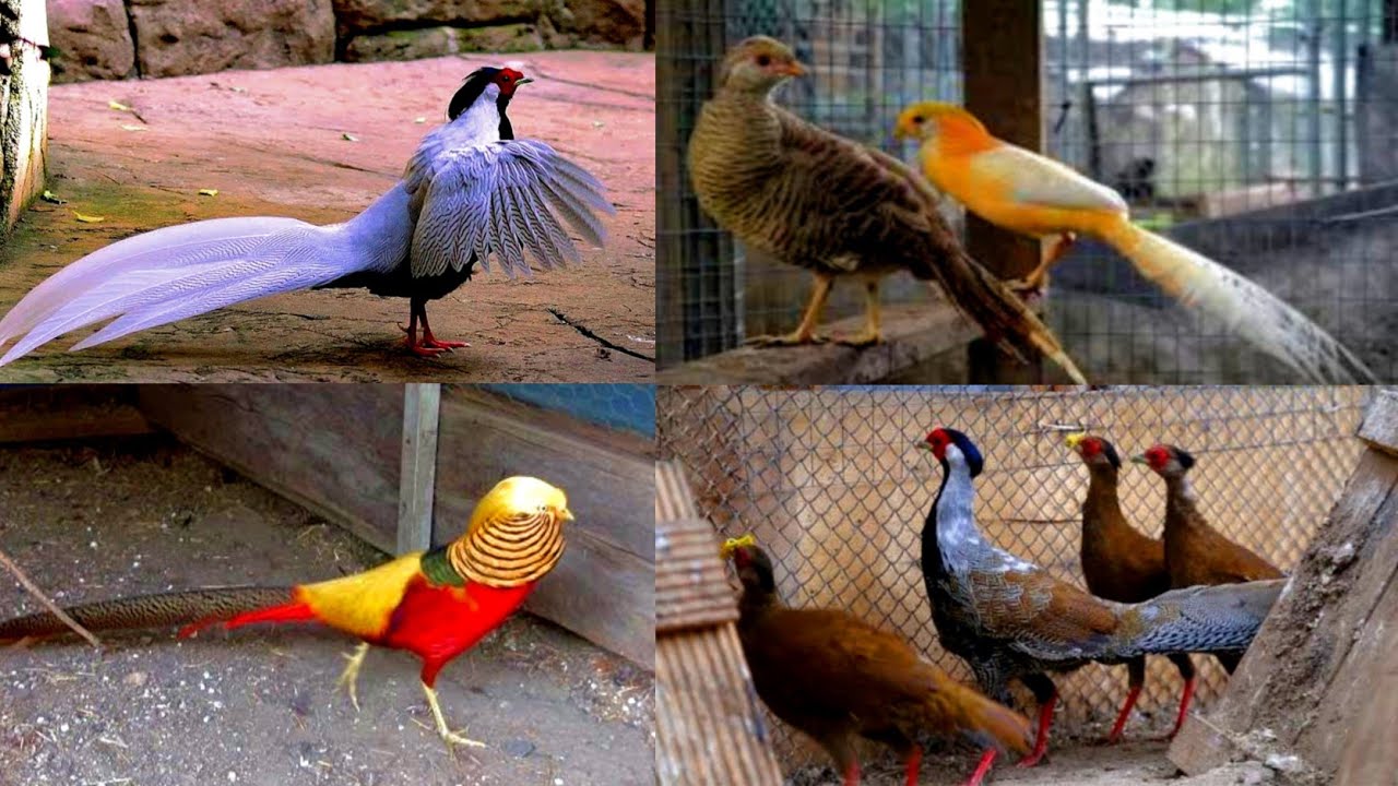 Pakistan Rane Free Rane Pheasant Farming Biggent Pheasant Farm in Pakistan ...