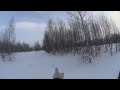 тетерев на лунках #shorts