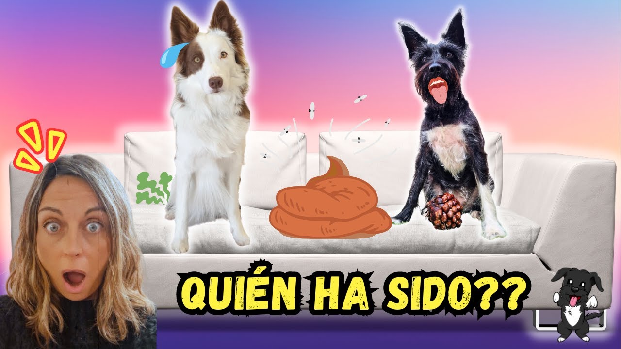 ¿Quién se ha hecho 💩 en el sofá? Lana ó Mel?