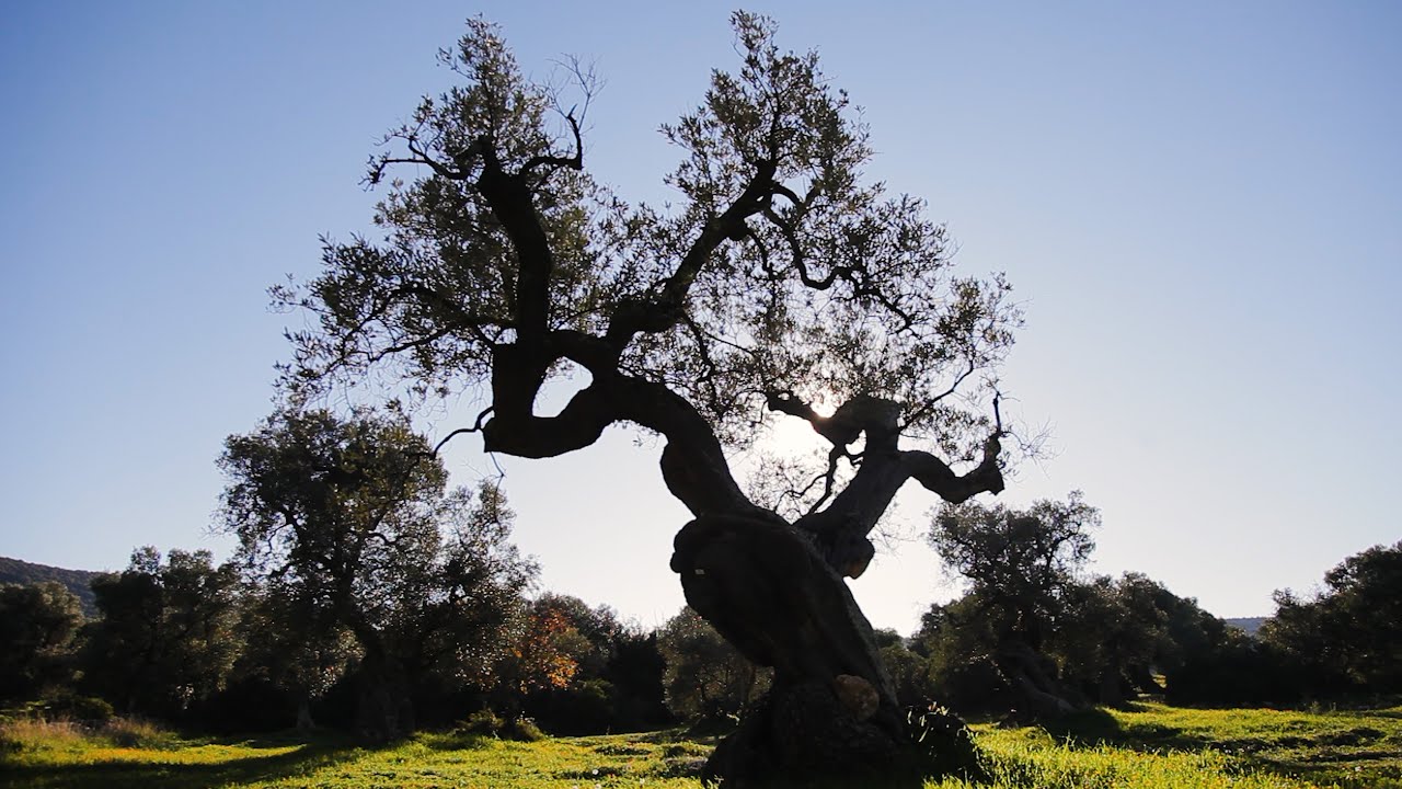 Ancient Olives | Bonsai Mirai
