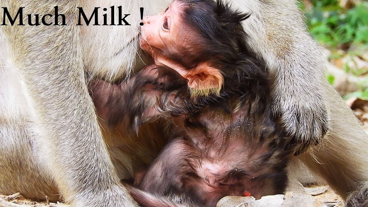 foundry Newborn Getting Much Milk And Look So Healthy Baby and Mommy