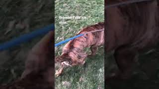 Köpekler En Iyi Dostumuzdur