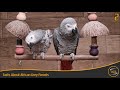 Facts About African Grey Parrots - Jako