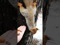 Ещё одна весенняя мокрая белка 😅 Yeat another spring rain wet squirrel