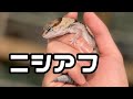 【可愛い】ニシアフを飼いたくなる