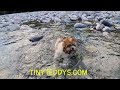 Blue’s Big Teddy Bear Puppy River Adventure 🌊 Wet Wiggles, Happy Splashes &amp; Pure Puppy Joy!