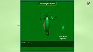Budding in Hydra