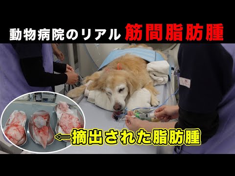 犬の筋間脂肪腫