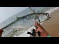 HOT Beach Fishing STRIPER WADS + ALBIE BLITZES Fall Run September 2023