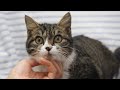 He Was Rescued After an Accident… Now Look at Him