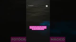 Delfines danzan en un océano de luz: el registro viral de la bioluminiscencia