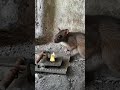 Jebakan tikus