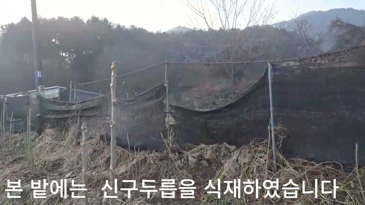 두릅농사 겨울 풍경