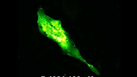 GCaMP6f probe with drugs