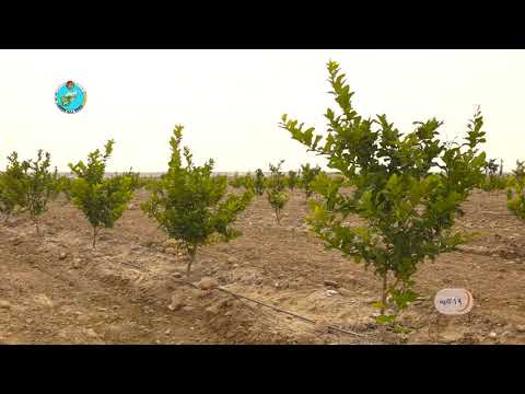 ساخت 332 جریب باغ متراکم