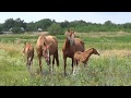 Донской Табун  Стабунивание с Бусей  Часть 2