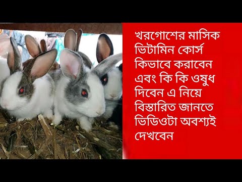 ভিডিও: লিক সস এবং পোলেন্তা সহ খরগোশ