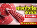 Muscular Tissue Explained in 3D 🤯 | Class 9 Science Hindi