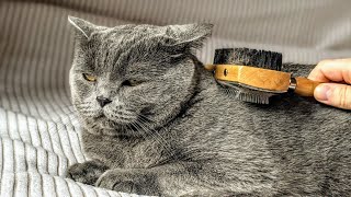 British Shorthair Cat Brushing by The Famous Tom 147 views 3 years ago 1 minute, 45 seconds