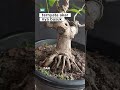 ternyata akarnya busuk #bonsai #bonsaiwarulokal #belajarbonsai #tanamahias #semuaorang