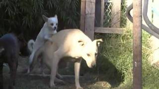 Big Dog Little Dog Hump Big Dog Little Dog Hump