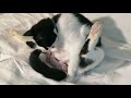 CAT GIVES BIRTH || GATTA PARTORISCE DUE CUCCIOLI