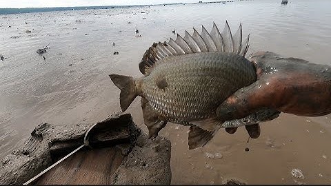 lội bộ thăm câu giăn,dính cá ngát cá vồ biển cá cháp (lê nghĩa cần giờ