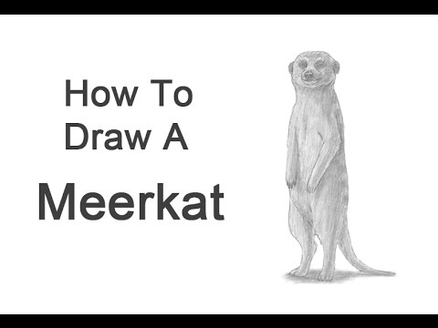 Featured image of post How To Draw A Meerkat Face How to draw a meerkat