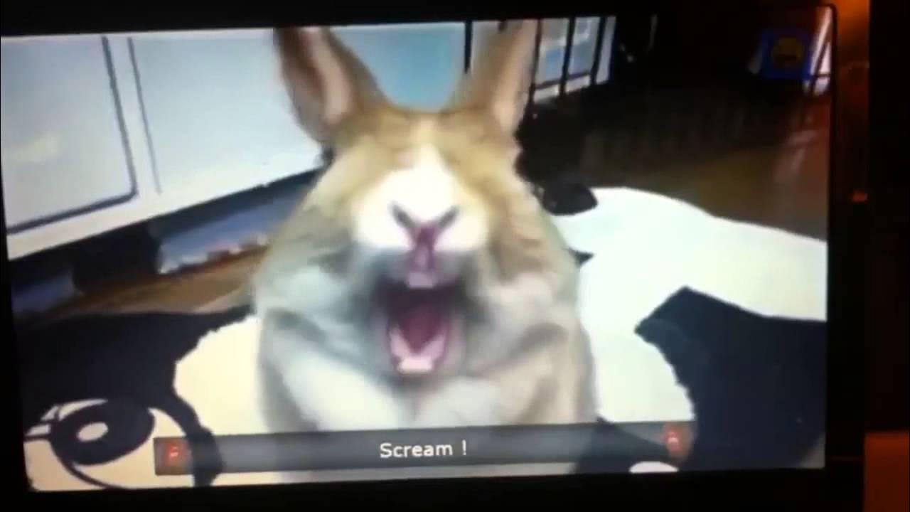 Amazing screaming bunny YouTube