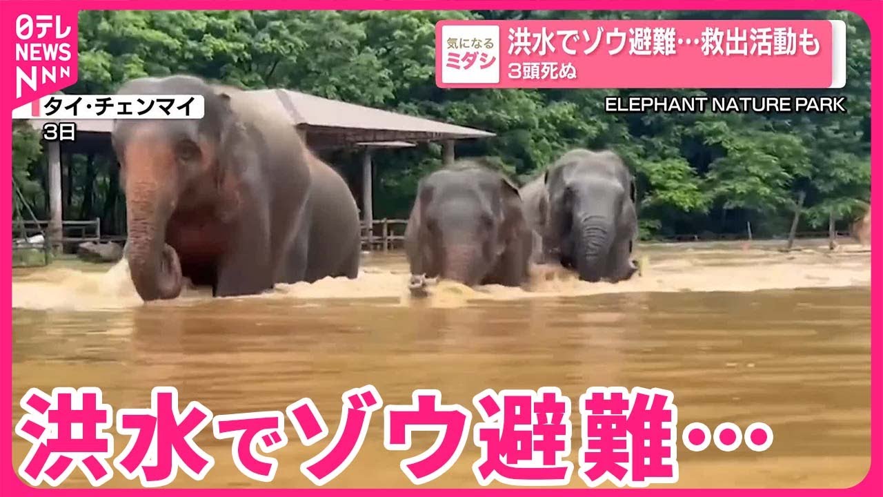 水場を守るアフリカ象超大判 シラチャーのカオキアオ動物園は象の水中ショーが圧巻！