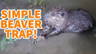 SIMPLE WAY TO CATCH A BEAVER IN A FOOT TRAP !