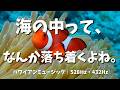 【途中広告なし・12時間】海の中って、なんか落ち着くよね。🐠 水族館BGM・水中映像｜ハワイアンミュージック｜528Hz・432Hz｜波音
