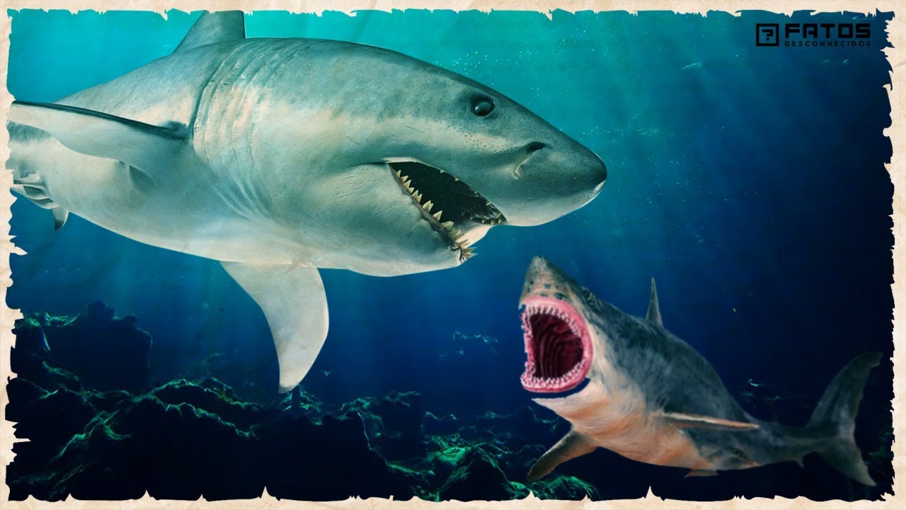 Os tubarões-brancos são responsáveis pela extinção dos Megalodontes?