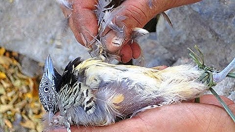 Cút rừng loài chim chui lủi lùm cây bụi cỏ