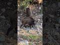 Wild Boars in the Wild | Sus scrofa | Дикие КАБАНЫ #wildboars #wild #wildanimals #wildlife