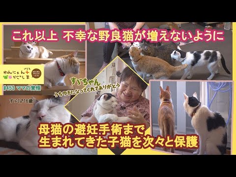 わんにゃんプラスかごしま】13匹が暮らす大家族 - YouTube