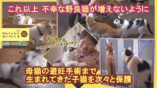 わんにゃんプラスかごしま】13匹が暮らす大家族 - YouTube