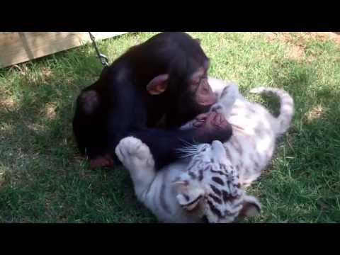 Baby Chimp, Tigers, and Wolf playing