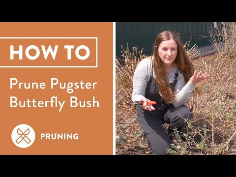 How To Trim Back Dwarf Butterfly Bushes